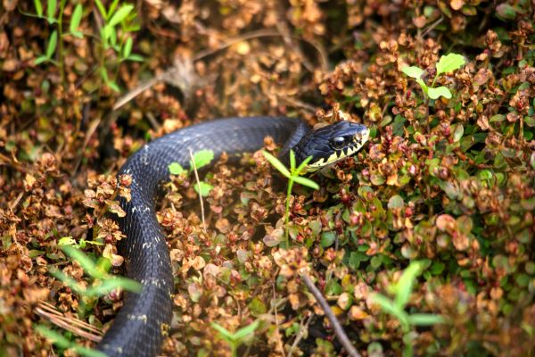 属蛇人2023要注意一个人吗 生肖蛇2023年佩戴什么旺自己