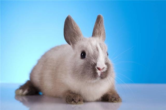 属兔申时出生的男孩好不好 生肖兔最喜欢的生肖