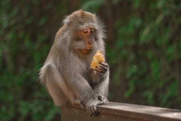 92年属猴女命中多子还是多女 多子多福