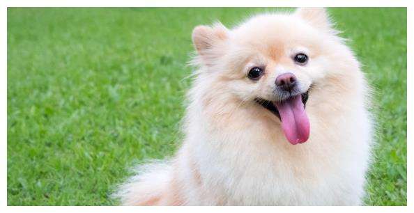 麦玲玲2023年属狗运势运程 生肖狗2023年幸运颜色