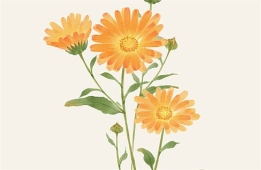 属兔人2023年全年运势及运程 2023年属兔1963年生运气